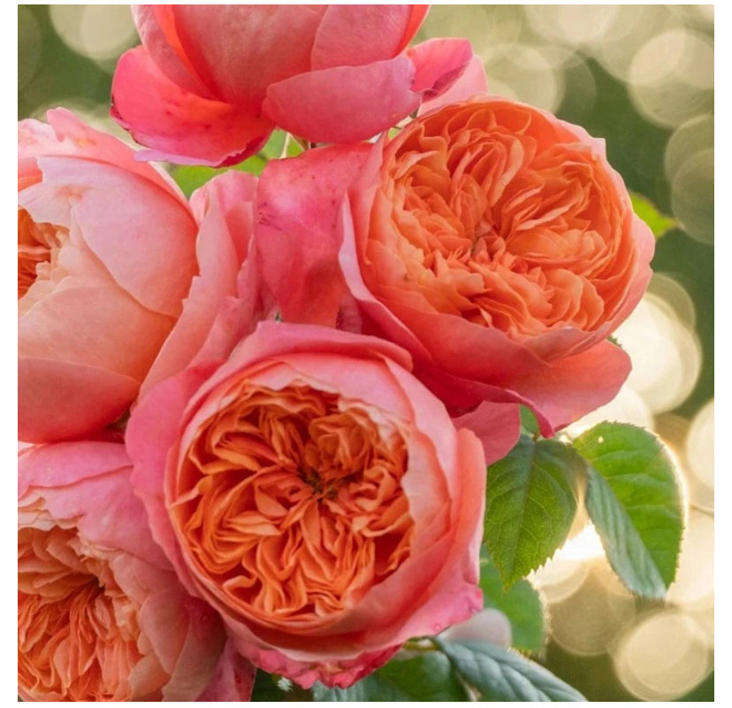 New !2025 Jingqiu Asia rose惊秋