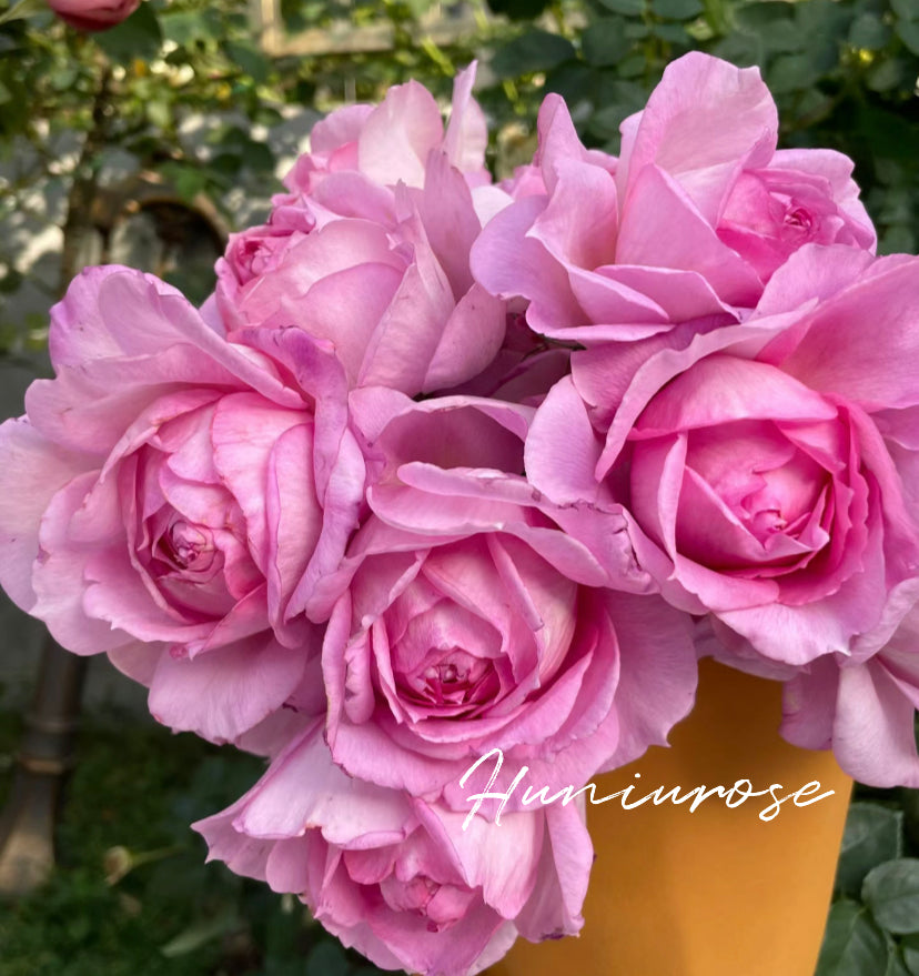 Xianji 2024 new Chinese rose
