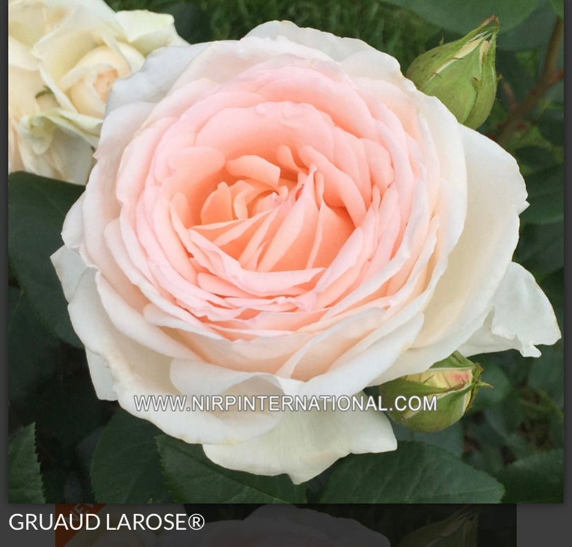 Preorder Gruaud Larose bred by French Nirp