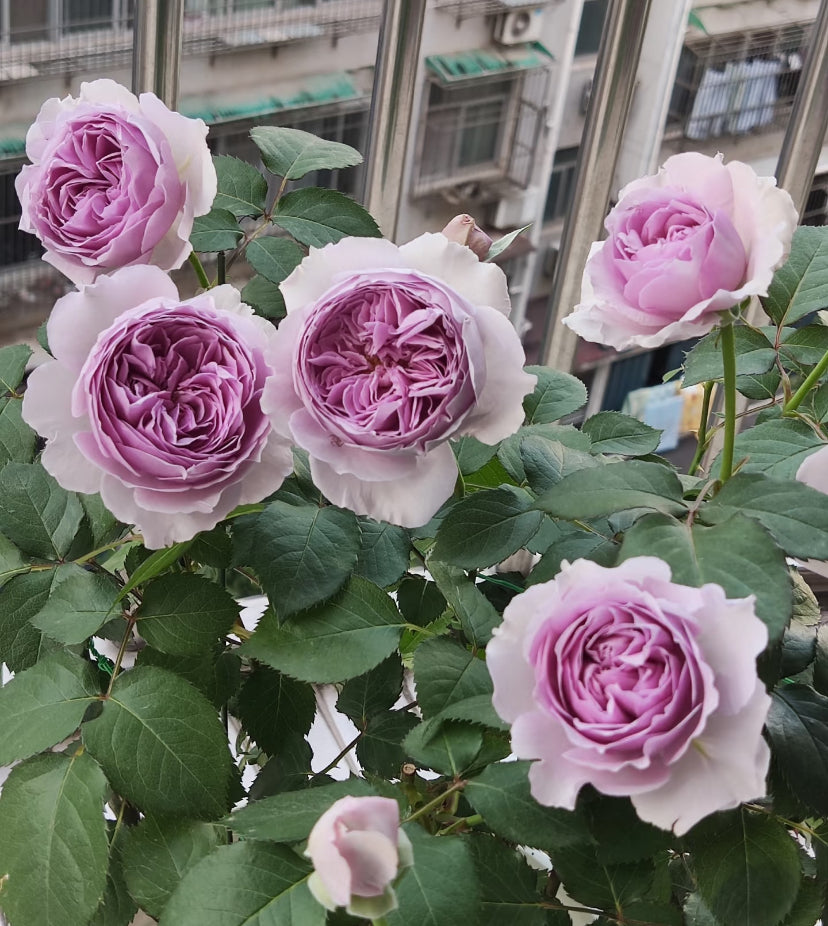 Sale!Japanese perfect purple rose Lilas