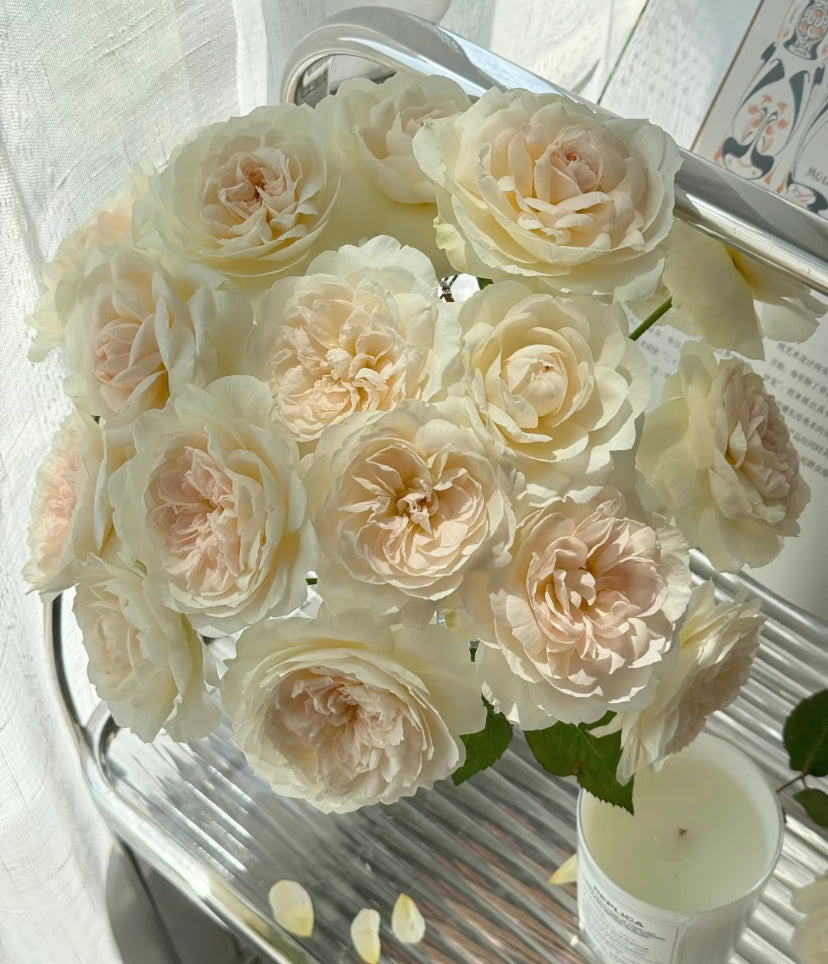 David Austin wedding cutting rose Purity