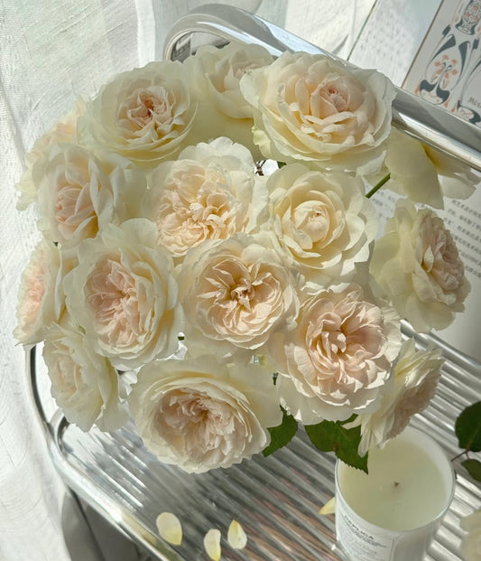 David Austin wedding cutting rose Purity