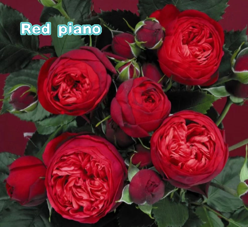 Red piano Germany Tantau
