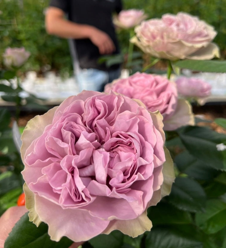 New! 2026 VIP cutting rose Villa Lila – Huniu Rose Garden
