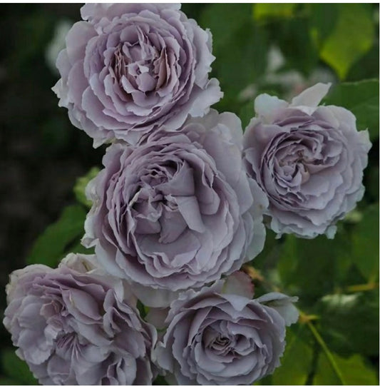 Japanese rose Antique watch purple
