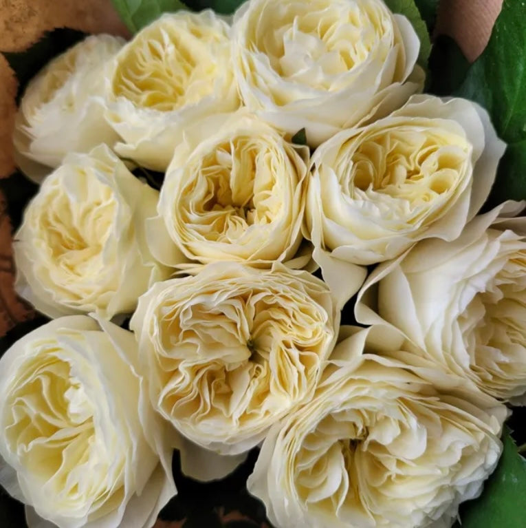 Wans cutting rose white vuvuzela