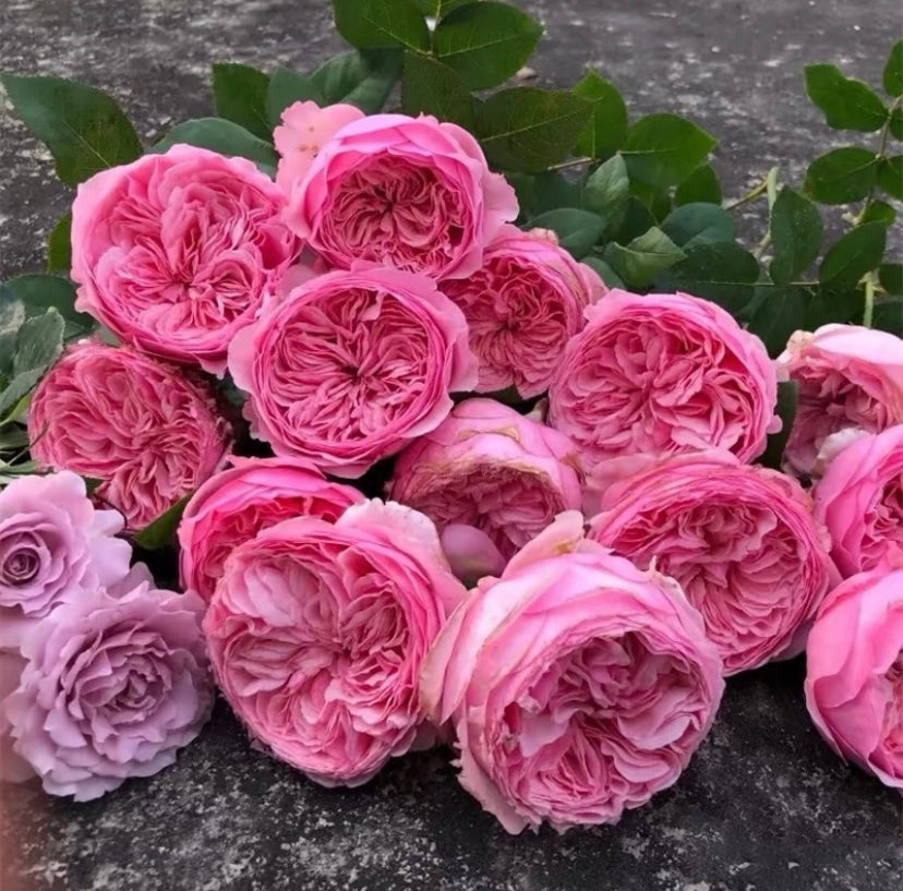 English wedding cutting rosé Carey