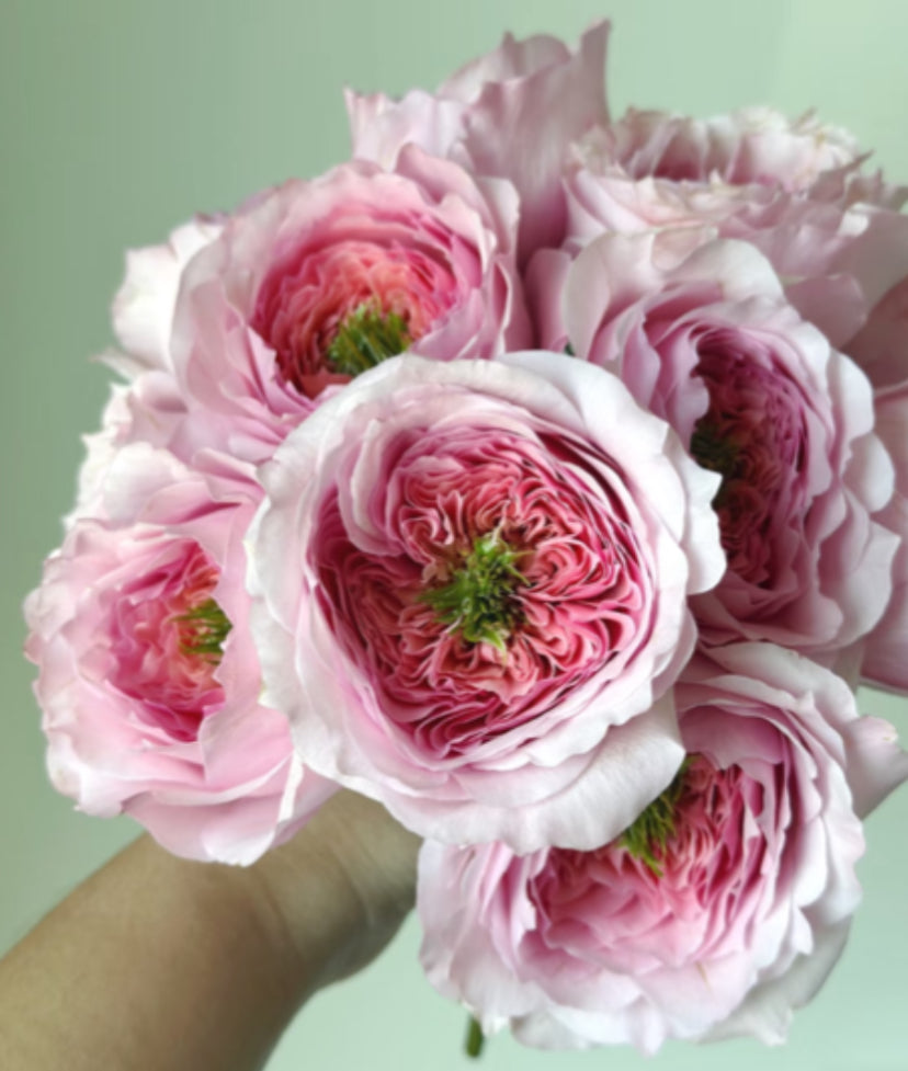 New cutting rose Serendipity 机缘巧合rose plant