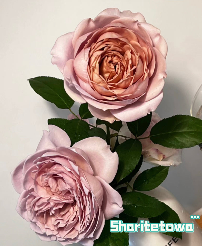 Sharitetowa retro colour Japanese Charity rose