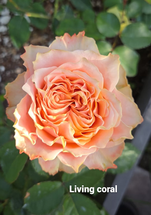Living coral cutting rose Germany Wans