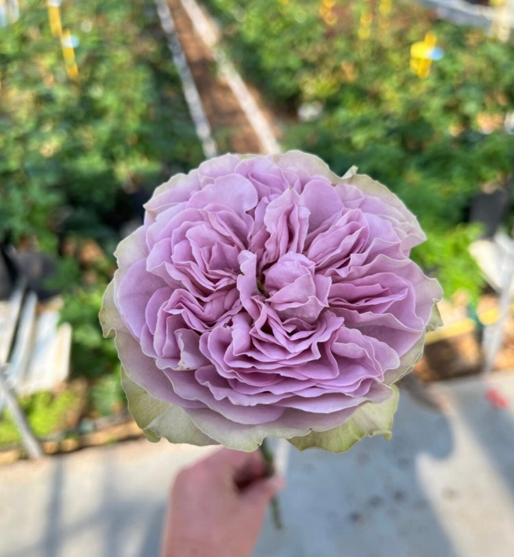 New! 2026 VIP cutting rose Villa Lila