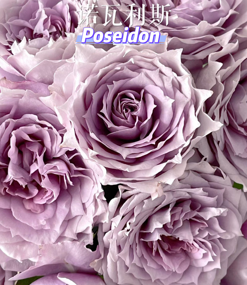 Poseidon ( Novalis) Germany Koders
