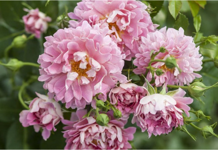 Fancy Ruffle Dutch cutting rose