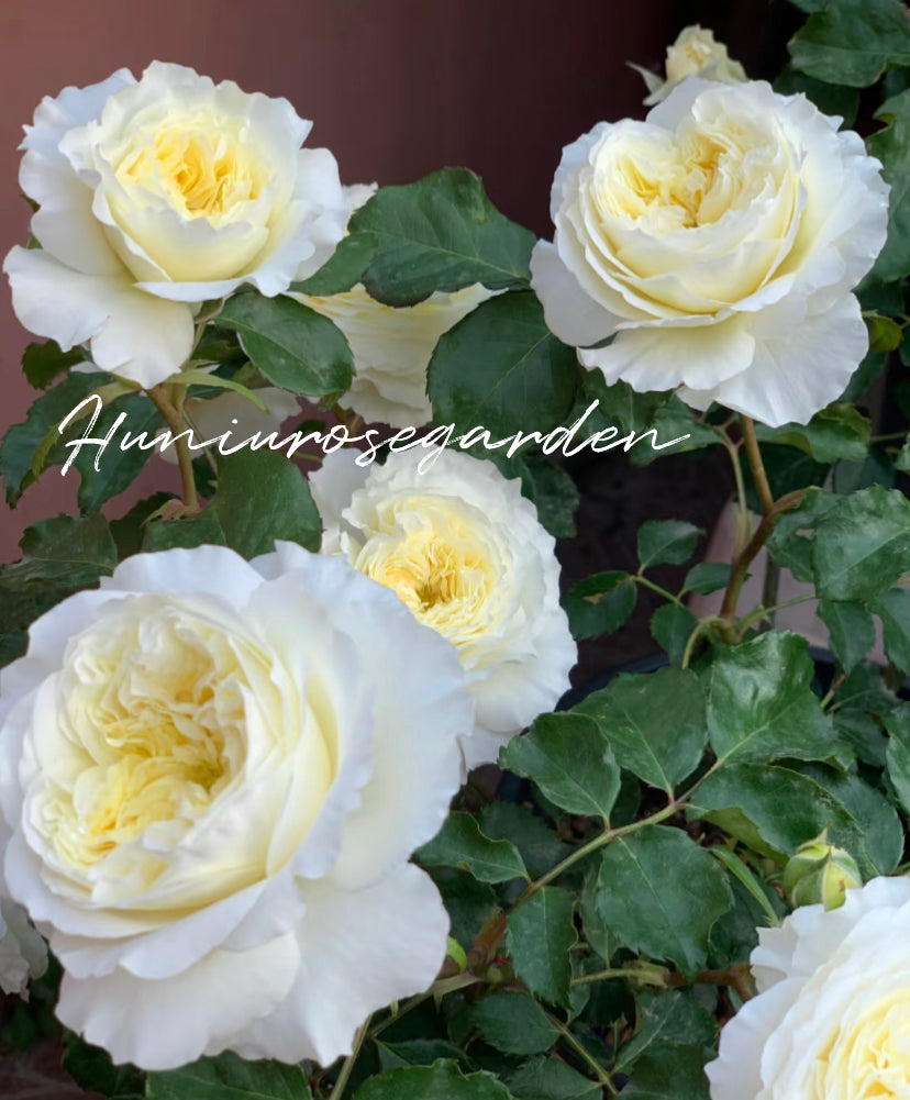 Wedding cutting rose patient DA