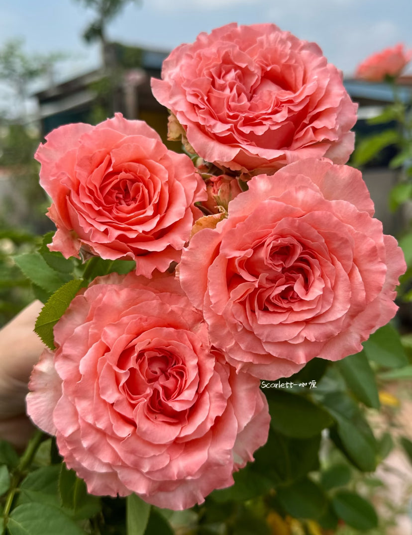 Corail Gelee Japanese cutting rose