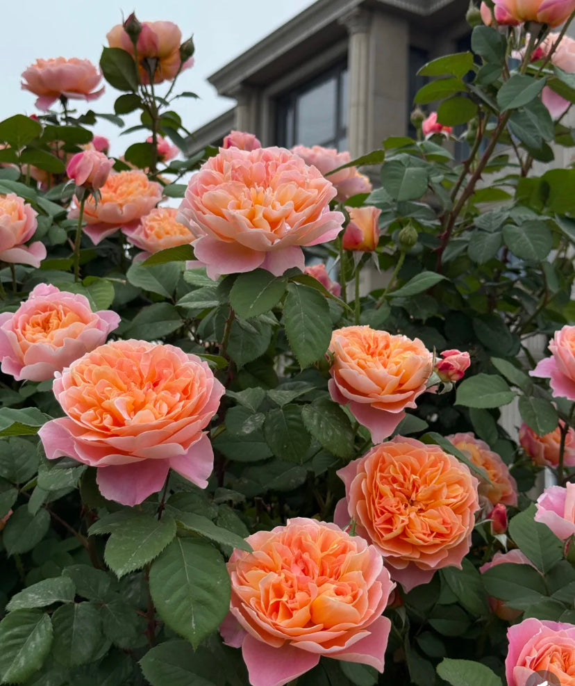 The impression big climbing rose