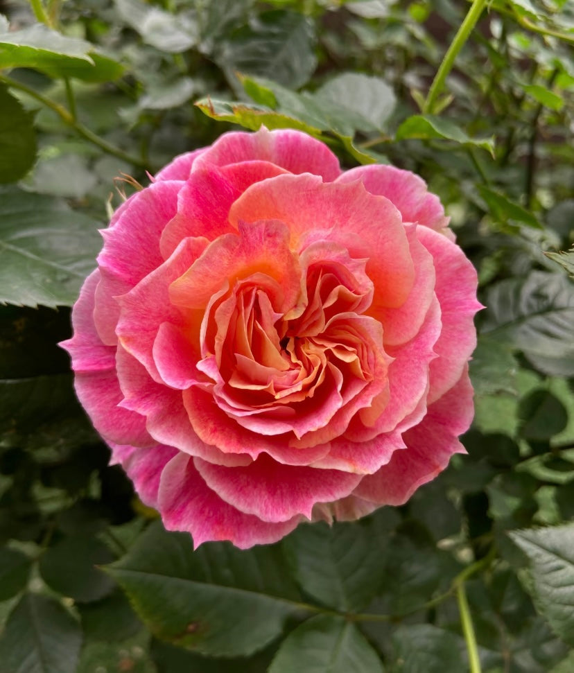 Japanese rose Chaleur colour changeable