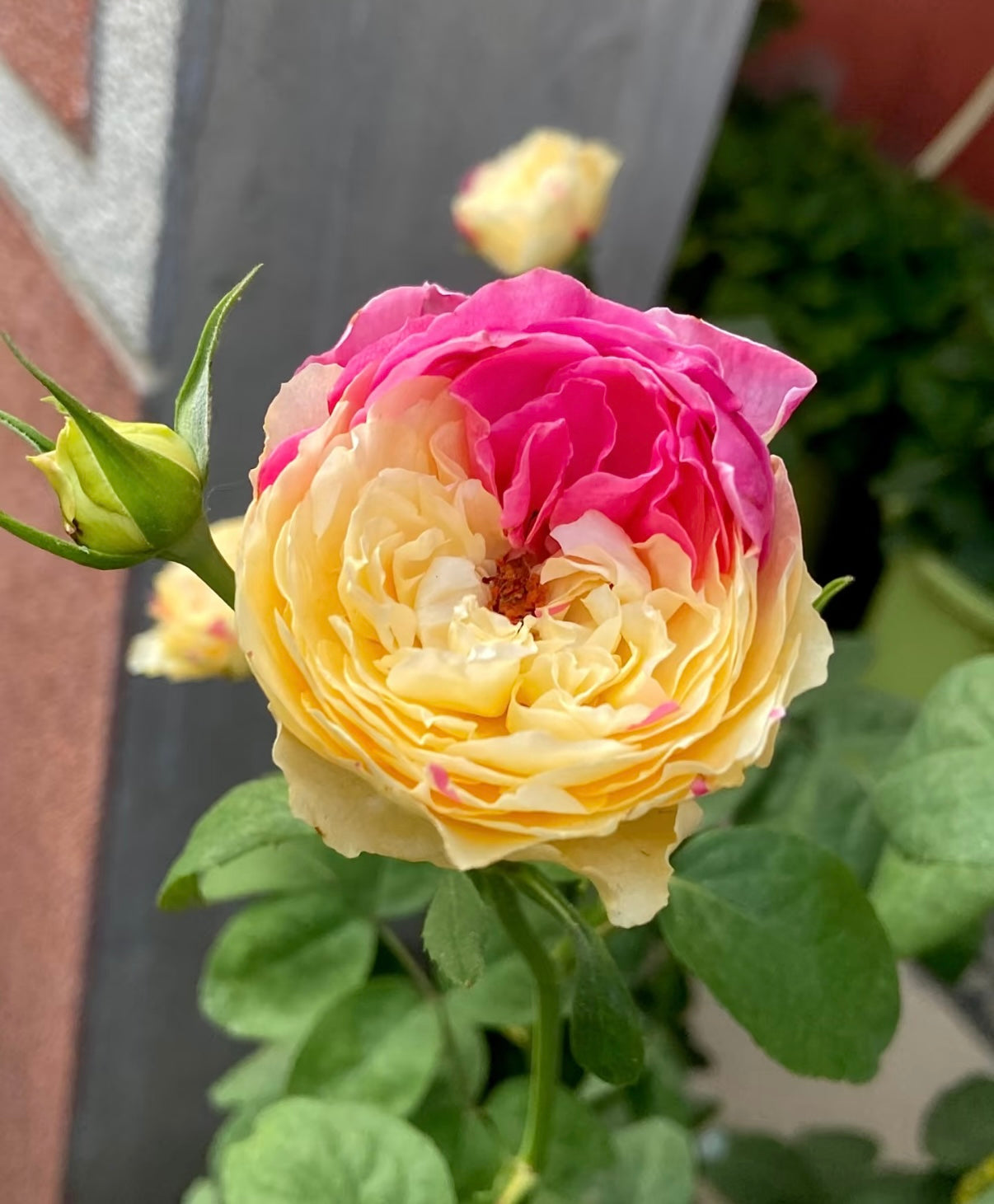 Temptress moon Japanese special rose 风月and Shiratama rose白玉