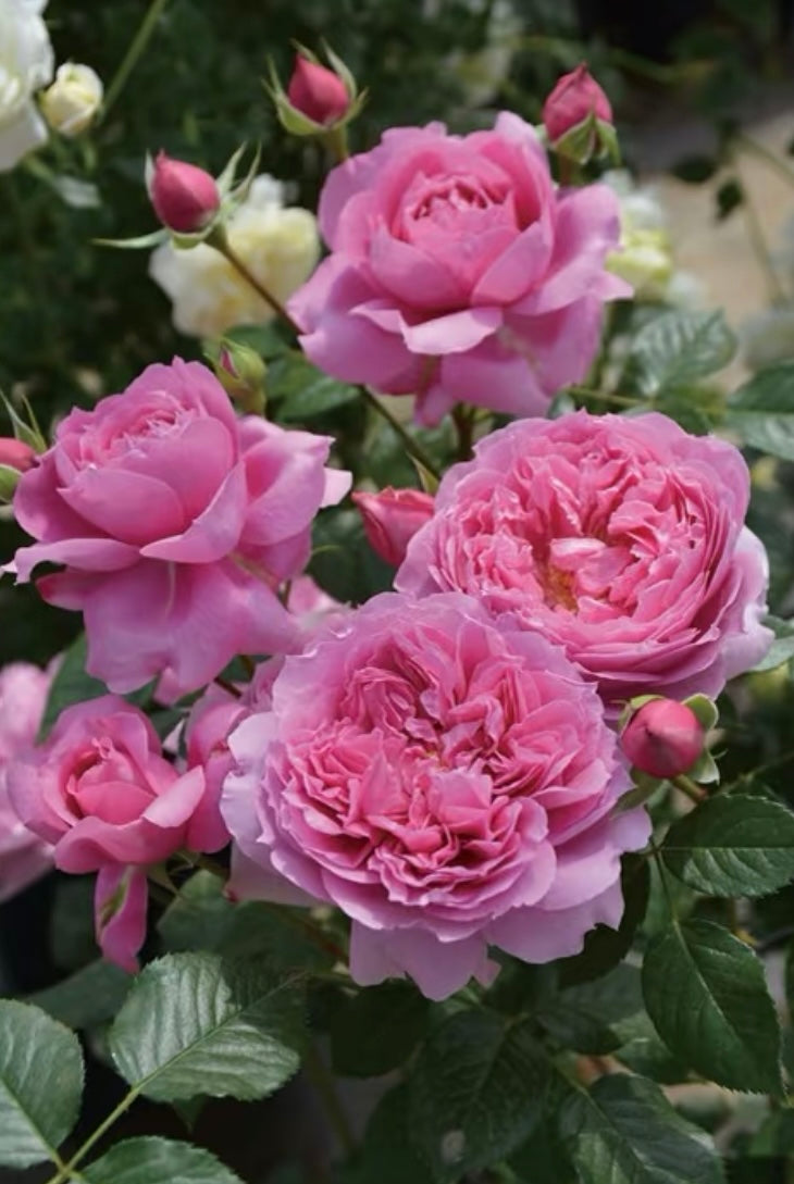 New!Japanese rose Prima vista 初见