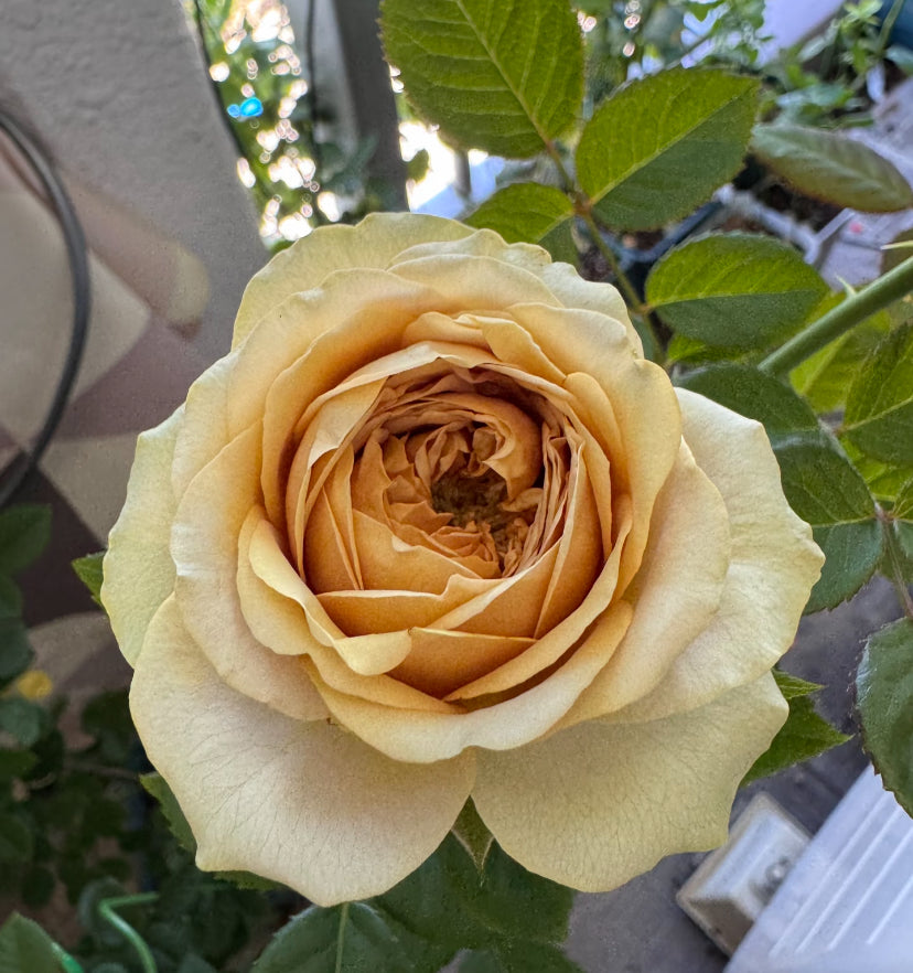 Cutting rose Teddy’s very new
