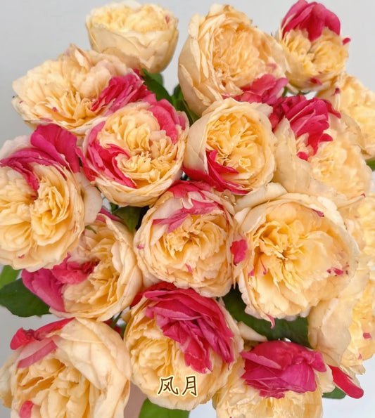Temptress moon Japanese special rose 风月and Shiratama rose白玉