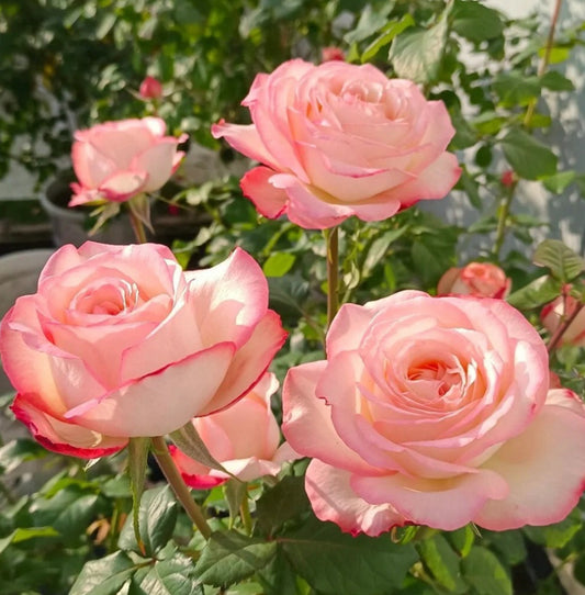 French Delbard breed Joyce strong fragrance