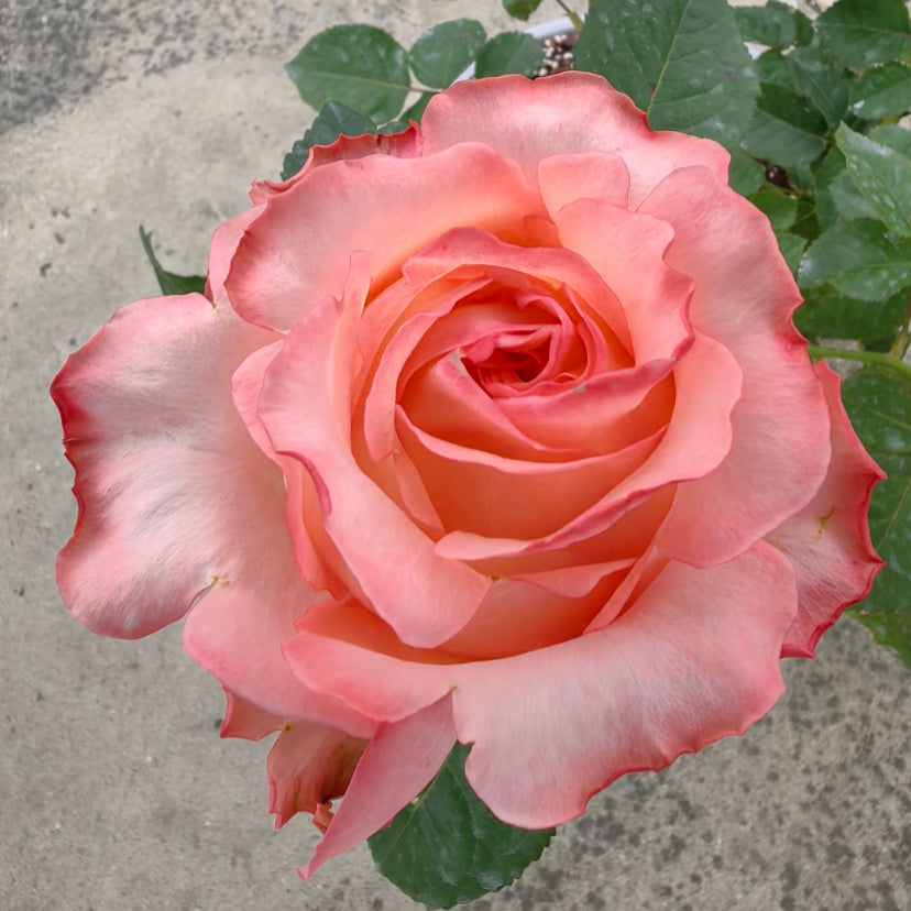 Pink linling cutting rose