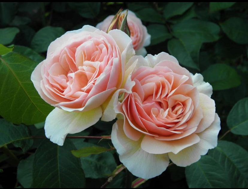English rose Sweet Juliet rose plant 甜蜜朱丽叶
