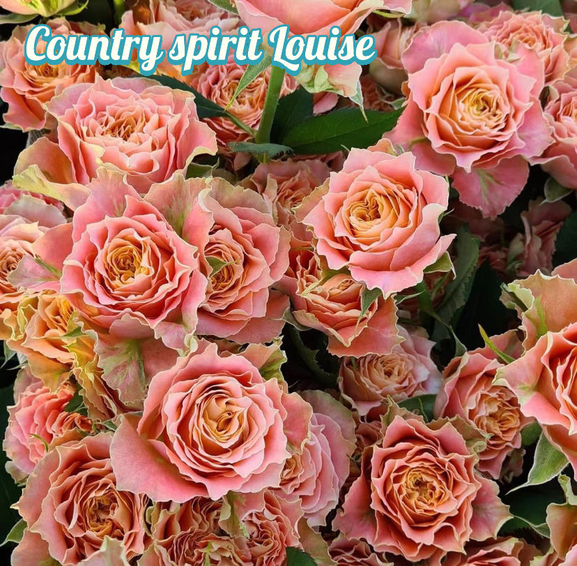 Germany Tantau Country spirit Louise