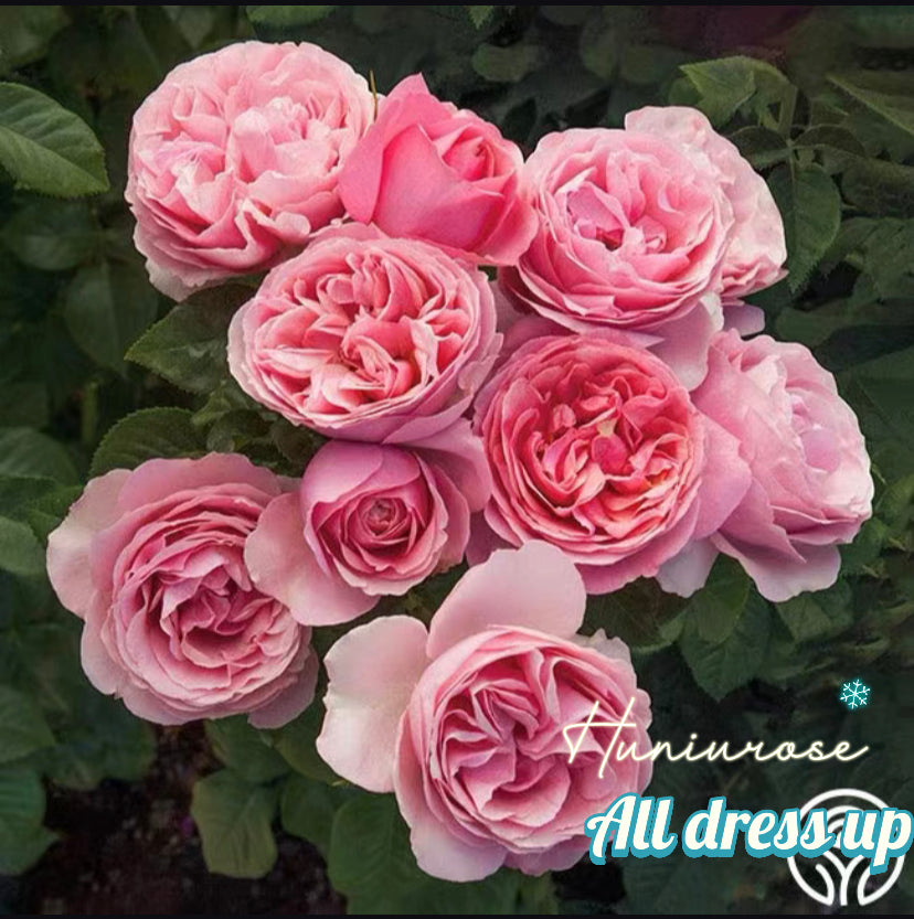 All dress up shrub rose