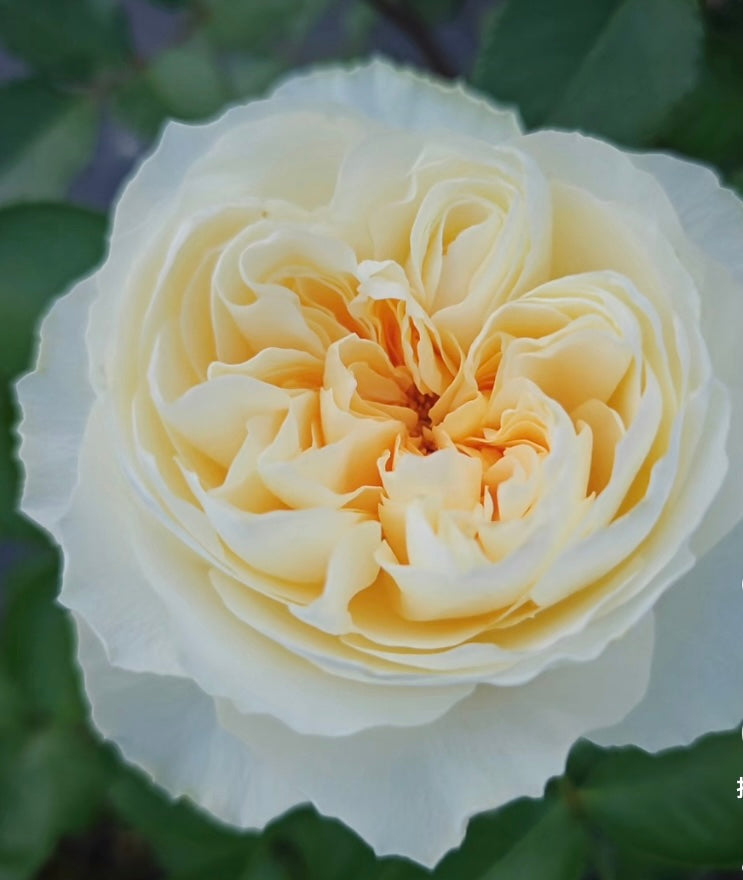 Antonia Garden cutting rose plant