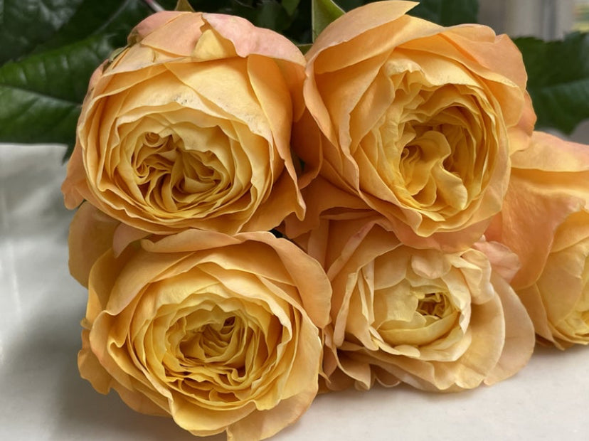 New! Wabara Japanese beehive very beautiful rose plant 蜂巢