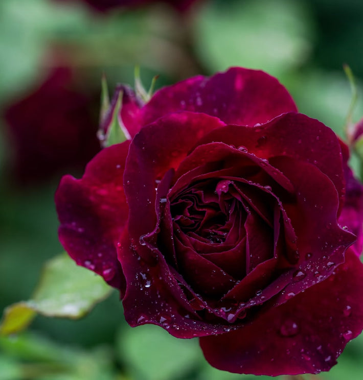 English rose Mustead wood rose plant 黑伍德