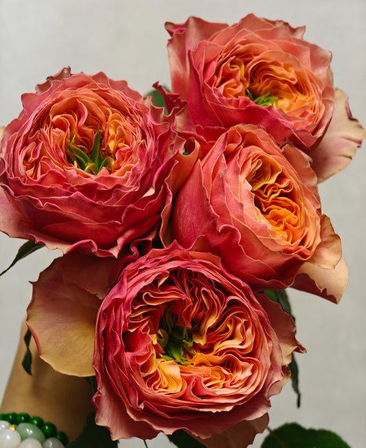 South Park cutting rose Dutch