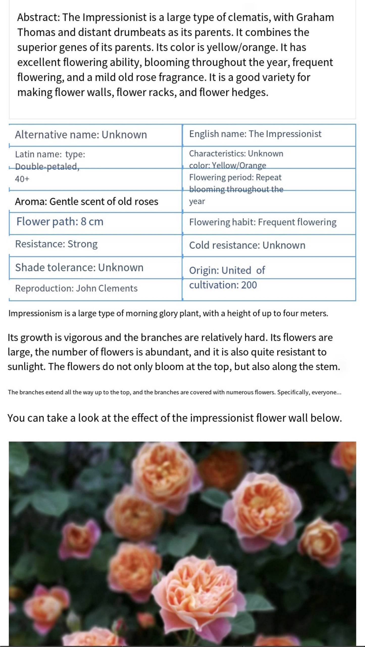 The impression big climbing rose