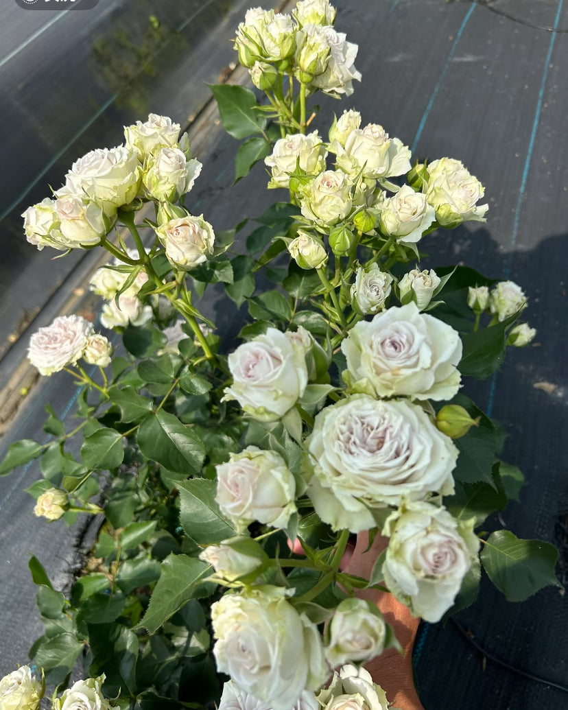 New! Tantau Sliver Rain cutting rose green purple银雨