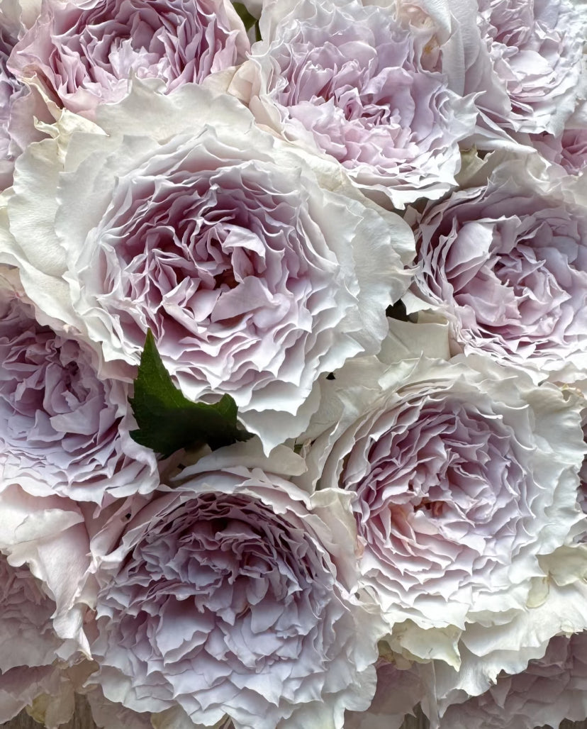 Asia rose light purple Fuyue 浮月