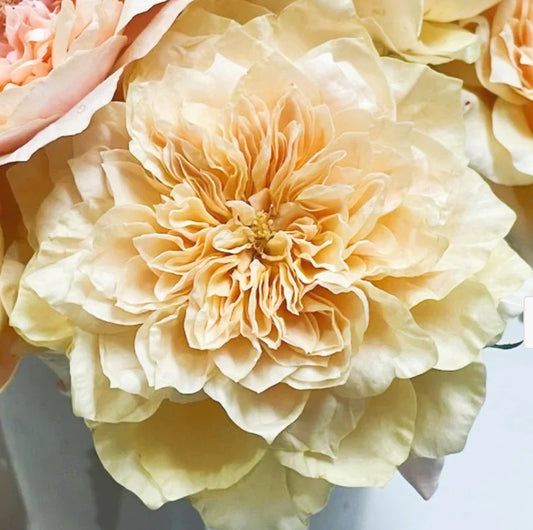 New! Issei Japanese cutting rose