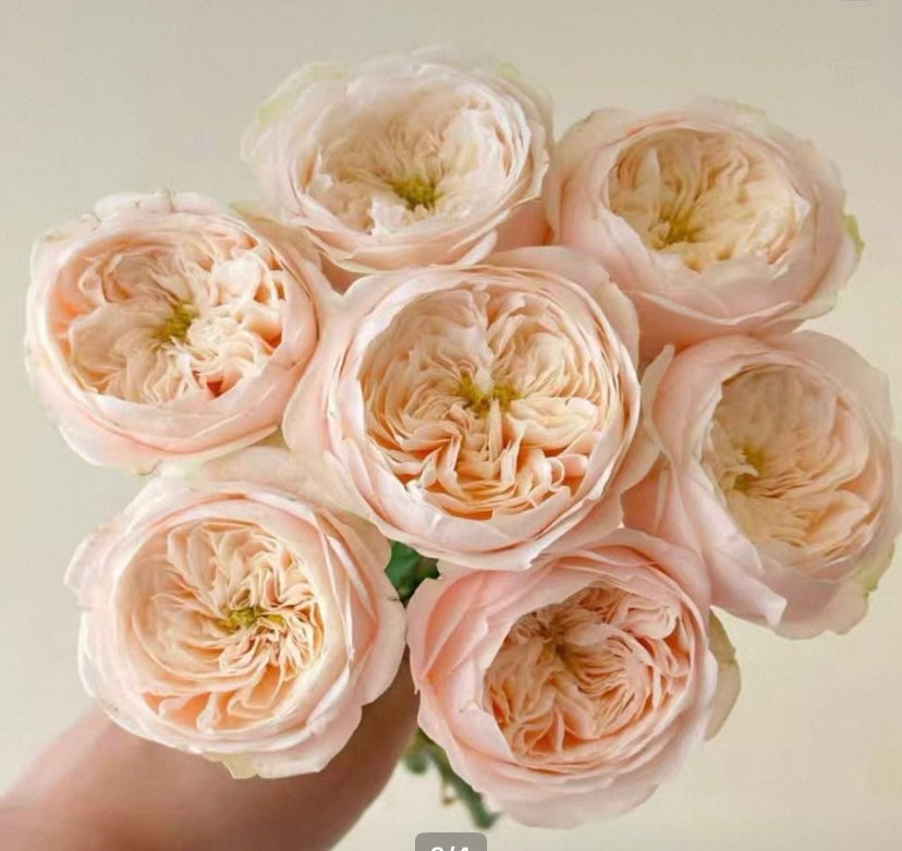 Darlington sweet cutting rose