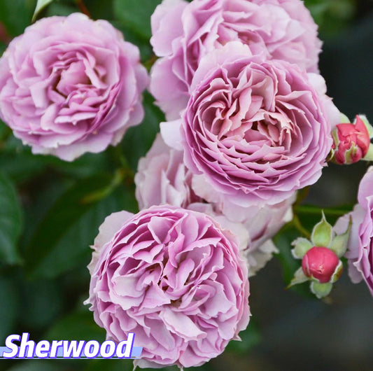 2023 new Japanese Sherwood rose