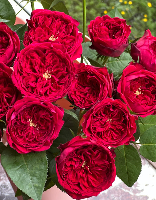 Tess David Austin wedding cutting rose