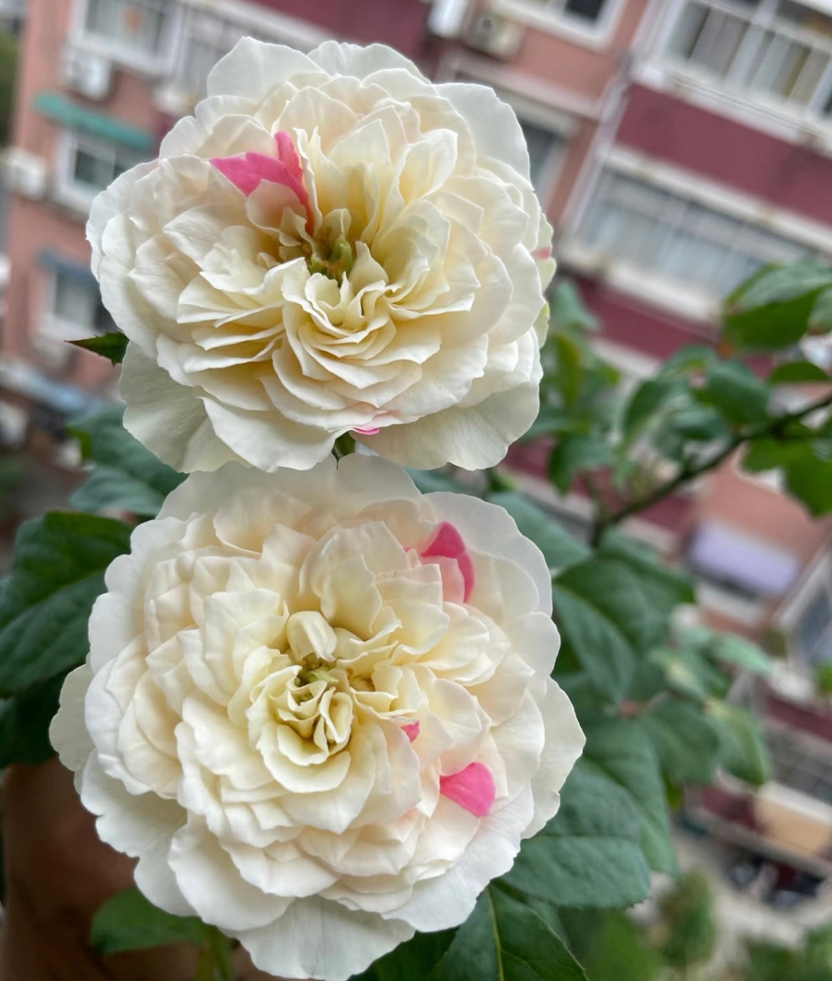 Temptress moon Japanese special rose 风月and Shiratama rose白玉