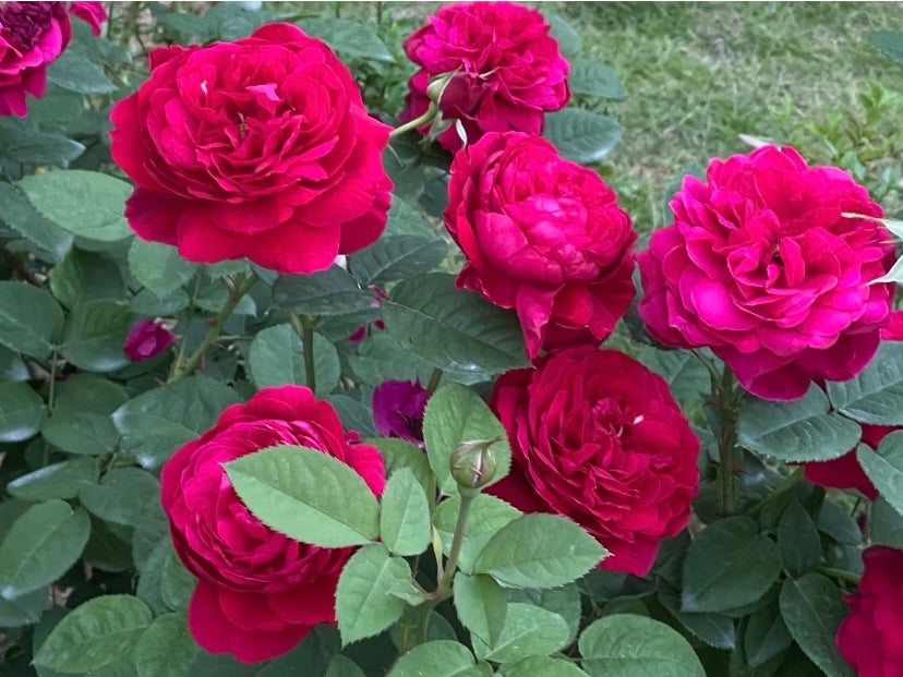 L.D. Braithwaite David Austin rose