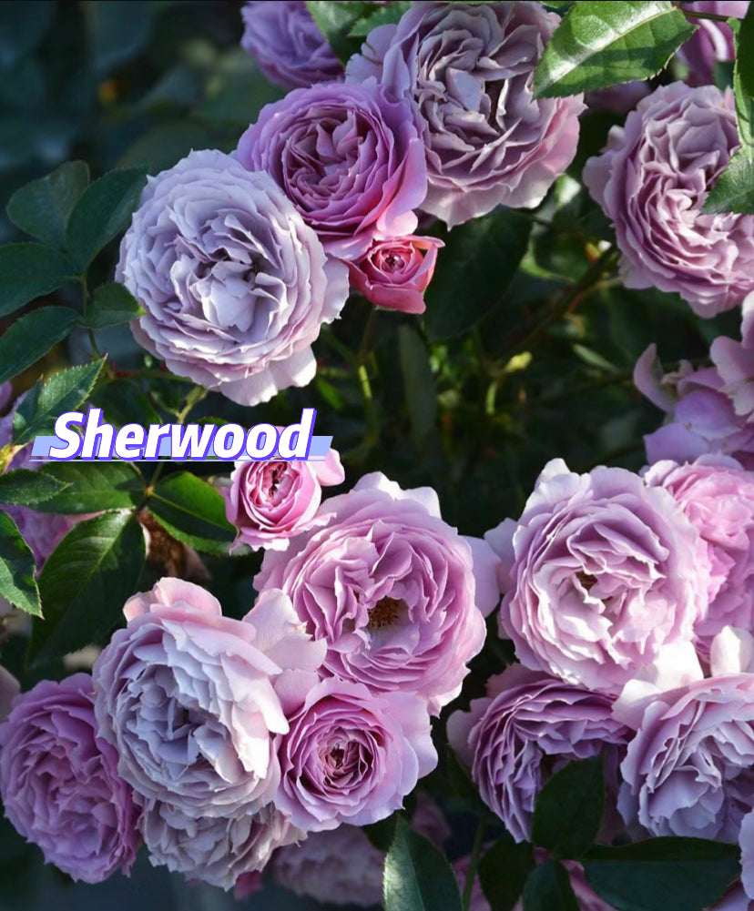 2023 new Japanese Sherwood rose