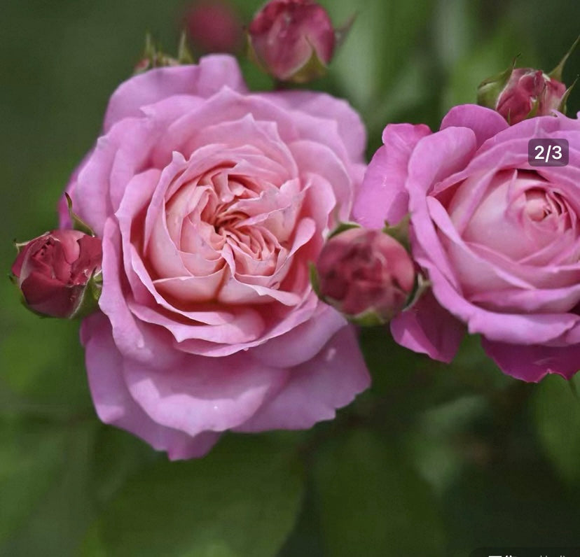 New! Delbard breed Fleurette 2024 for Japanese解语花事