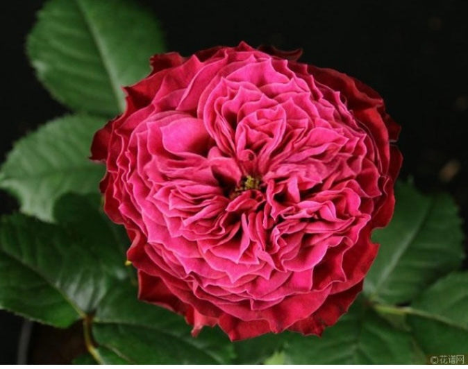 New! Magic vuvuzela cutting rose