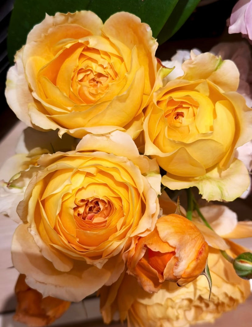 Germany Koders cream antique big flowers焦糖古董