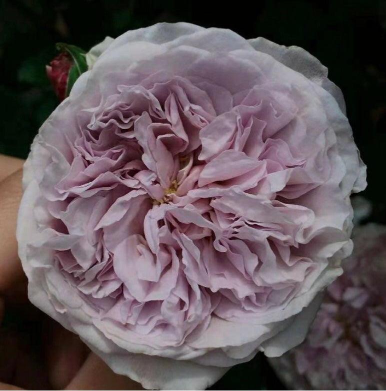 Japanese rose Antique watch purple