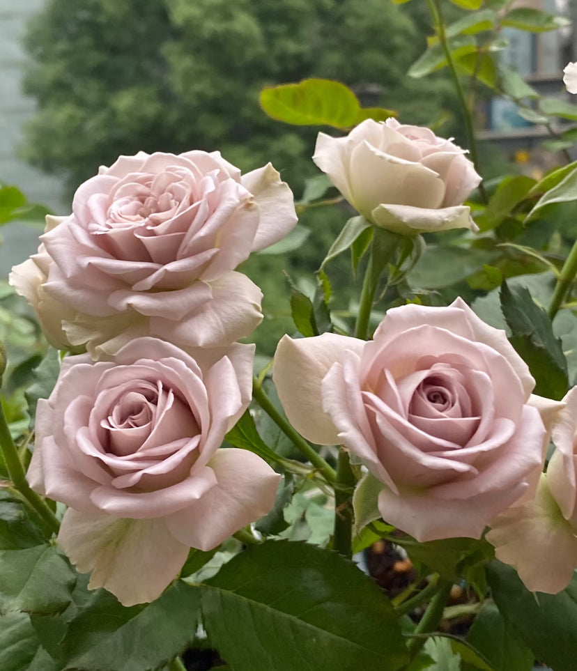 Dutch cutting rose Notre Dame