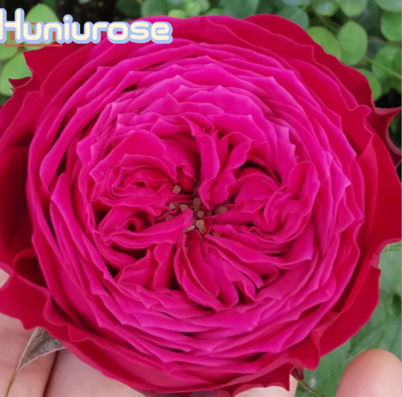 New! Just more cutting rose Dutch恰好更多